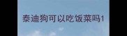 泰迪狗可以吃饭菜吗