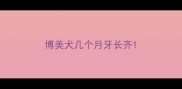 博美犬几个月牙长齐