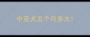 中亚犬五个月多大