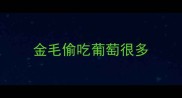 金毛偷吃葡萄很多