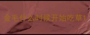 金毛什么时候开始吃草