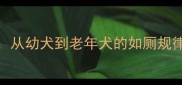 狗狗排便频率全从幼犬到老年犬的如厕规律与科学养护指南