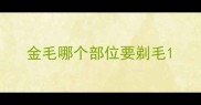 金毛哪个部位要剃毛