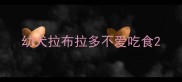 幼犬拉布拉多不爱吃食