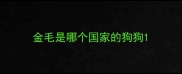 金毛是哪个国家的狗狗