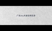 广东cku犬舍拉布拉多