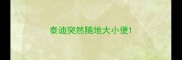 泰迪突然随地大小便
