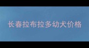长春拉布拉多幼犬价格