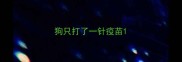 狗只打了一针疫苗