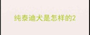 纯泰迪犬是怎样的