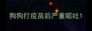 狗狗打疫苗后严重呕吐