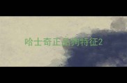 哈士奇正品狗特征