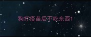 狗打疫苗后不吃东西