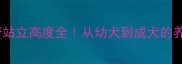 哈士奇站立高度全从幼犬到成犬的养护指南