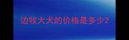 边牧大犬的价格是多少