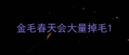 金毛春天会大量掉毛