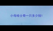 小母哈士奇一只多少钱