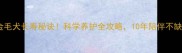 金毛犬长寿秘诀科学养护全攻略10年陪伴不缺席