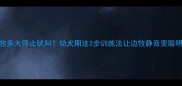 边牧多大停止吠叫幼犬期这3步训练法让边牧静音变聪明