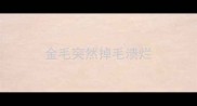 金毛突然掉毛溃烂
