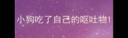 小狗吃了自己的呕吐物