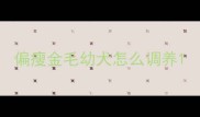 偏瘦金毛幼犬怎么调养