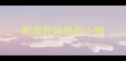 刚离开妈妈的小狗