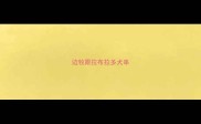 边牧跟拉布拉多犬串