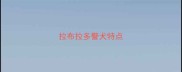 拉布拉多警犬特点