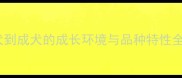 拉布拉多饲养指南从幼犬到成犬的成长环境与品种特性全附喂食训练健康贴士