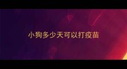 小狗多少天可以打疫苗