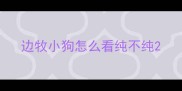 边牧小狗怎么看纯不纯