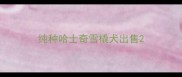 纯种哈士奇雪橇犬出售