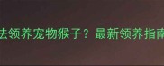北京上海哪里合法领养宠物猴子最新领养指南与饲养注意事项
