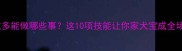拉布拉多能做哪些事这10项技能让你家犬宝成全场焦点