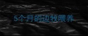 5个月的边牧喂养