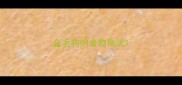 金毛狗的食物做法