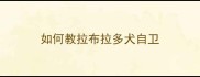 如何教拉布拉多犬自卫