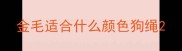 金毛适合什么颜色狗绳