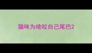 猫咪为啥咬自己尾巴