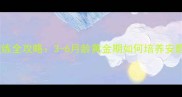 小狗社会化训练全攻略3-6月龄黄金期如何培养安静懂事的萌宠