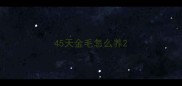 45天金毛怎么养