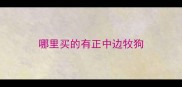 哪里买的有正中边牧狗