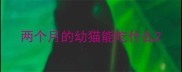 两个月的幼猫能吃什么