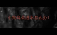 小狗耳朵进水怎么办