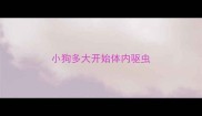 小狗多大开始体内驱虫