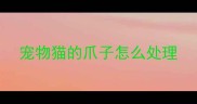 宠物猫的爪子怎么处理
