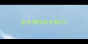 金毛狗眼屎多眼红