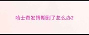 哈士奇发情期到了怎么办