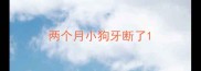两个月小狗牙断了